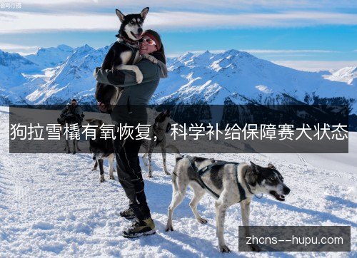 狗拉雪橇有氧恢复,科学补给保障赛犬状态 狗拉雪橇有氧恢复,科学补给保障赛犬状态